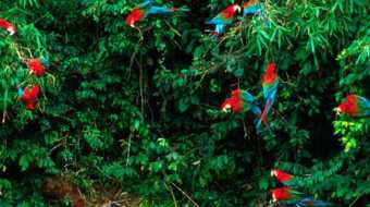 Manu Cultural Zone Tour 4 days / 3 nights Manu Cultural Zone Tour 4 days / 3 nights