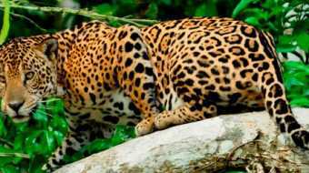 Manu Reserved Zone Tour 8 days / 7 nights Manu Reserved Zone Tour 8 days / 7 nights