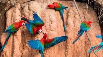 Tambopata National Reserve 5 days /  4 nights Tambopata National Reserve 5 days /  4 nights